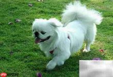 中国本土名犬推荐-Linux老运维